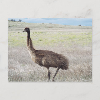 Emu-Wanderung Postkarte