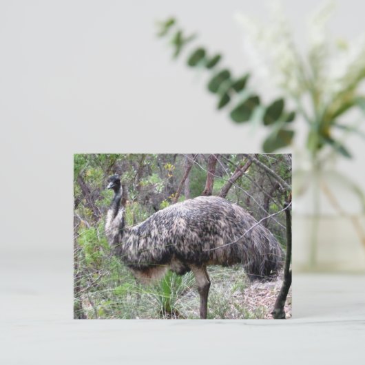 Emu-Wild Postkarte (Stehend Vorderseite)