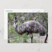 Emu-Wild Postkarte (Vorne/Hinten)