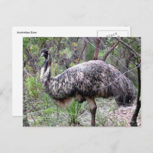 Emu-Wild Postkarte (Vorne/Hinten)