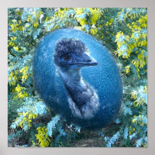 Emu Wildlife Poster (Vorne)