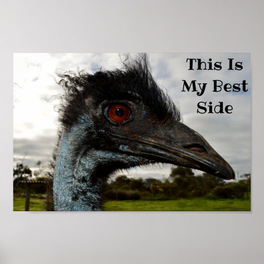 Emu zeigt ihre beste Seite, Poster (Vorne)
