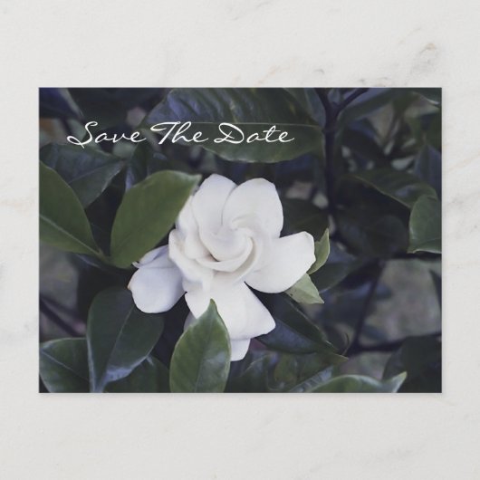 Enchanting Gardenia Save The Date Postcard Ankündigungspostkarte (Vorderseite)