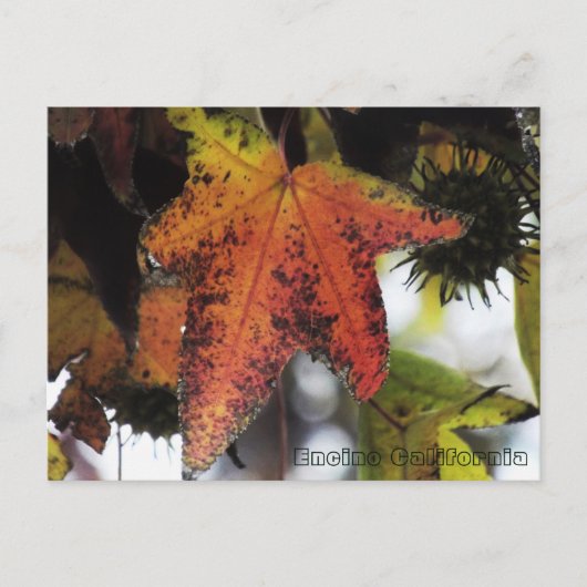 Encino California Postkarte (Vorderseite)