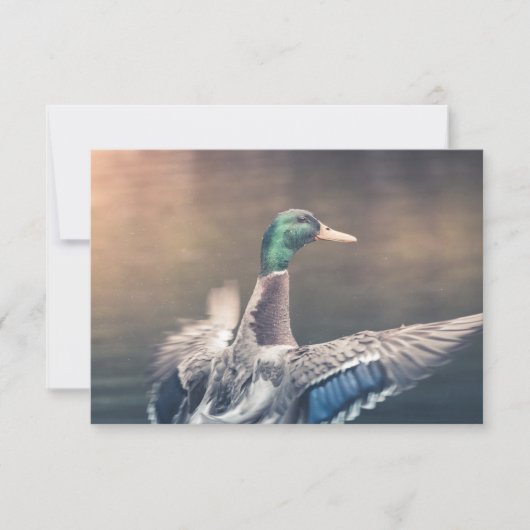 Enck Nature Foto Card (Vorderseite)
