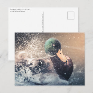 Enck Nature Foto Postkarte