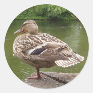 Enck Stickers