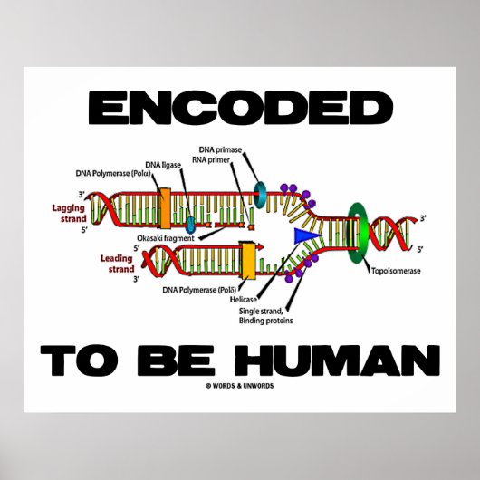 Encoded to be human (DNA-Replikation) Poster (Vorne)