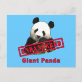 ENDANGERED Giant Panda Postkarte (Vorderseite)