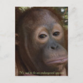 Endangered Species of Wildlife Orangutan Postkarte (Vorderseite)