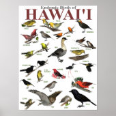 Endemische Vögel auf Hawai'i Poster (Vorne)