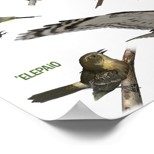 Endemische Vögel auf Hawai'i Poster (Ecke)