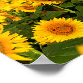 Endlose Sonnenblumen Poster (Ecke)