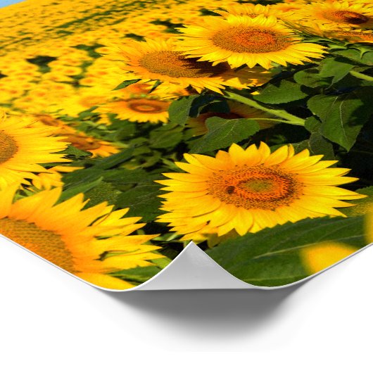 Endlose Sonnenblumen Poster (Ecke)
