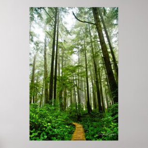 Endlose Wege, Bäume und Geschichten im Regenwald Poster