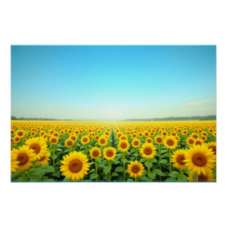 Endloses Sonnenblumenfeld unter blauem Sommerhimme Poster