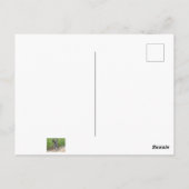 Enduro Mountain Bike Race Postkarte (Rückseite)