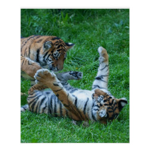 Energetische Tiger Cubs Poster