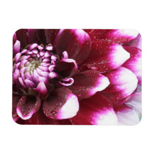 Eng in Fotografien der Dalhia-Blume mit der Magnet