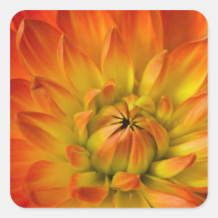 Eng in Fotografien von Dalhia-Blume mit der Quadratischer Aufkleber