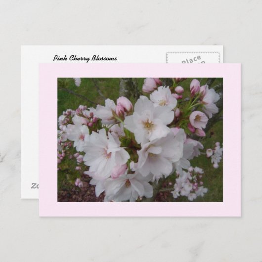Enge Kirschblüten Postkarte (Vorne/Hinten)