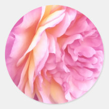 Enge Rosa Rosenblüten Blumen Blütenblätter
