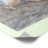 Engel der elsässische Hund Poster (Ecke)