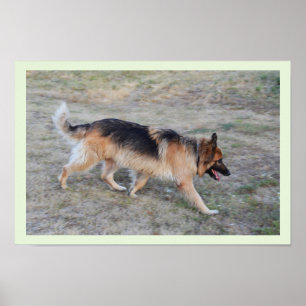Engel der elsässische Hund Poster