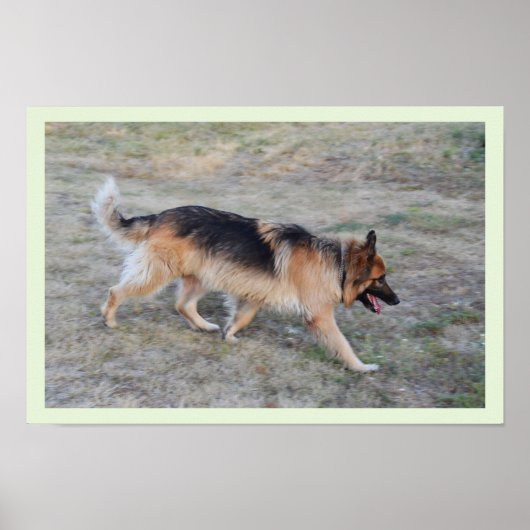 Engel der elsässische Hund Poster (Vorne)