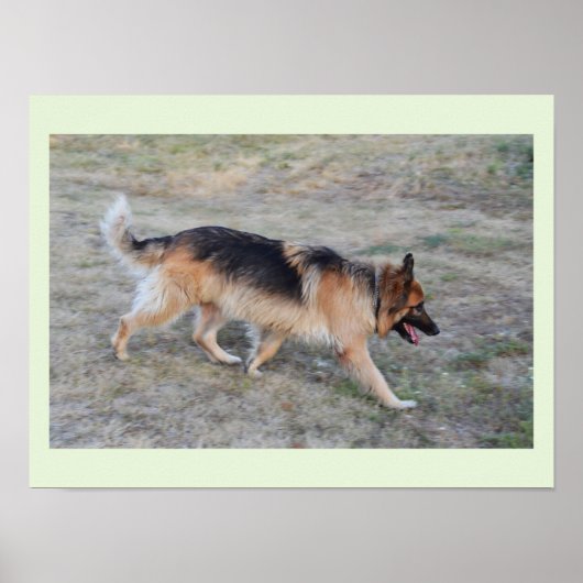 Engel der elsässische Hund Poster (Vorne)