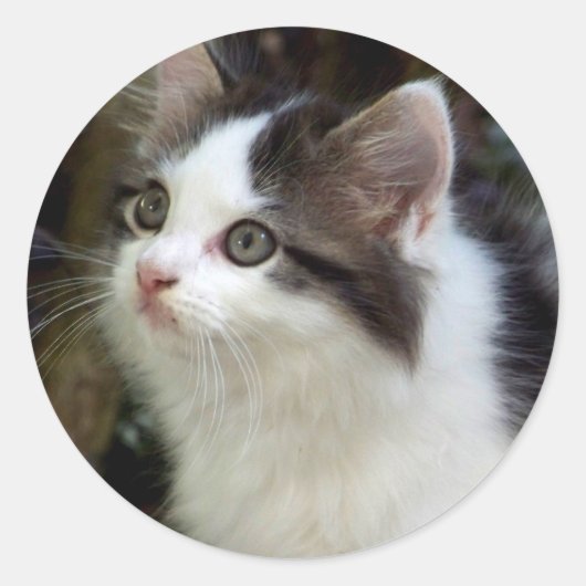 Engel mit Whiskers (Kätzchen) Stickers (Vorderseite)
