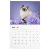 Engelhaft Ragdoll Katzen Kalender (Mär 2027)