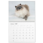 Engelhaft Ragdoll Katzen Kalender (Jan 2027)