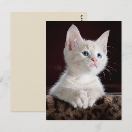 Engelkätzchen Postkarte (Vorne/Hinten)