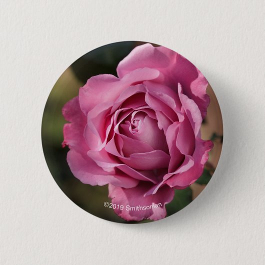 Engels-Gesichts-Rose Button (Vorderseite)