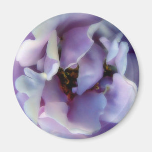 Engels-Gesichts-Rose Magnet