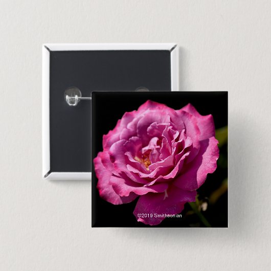 Engels-Gesichts-Rose Oben-Nah Button (Vorne & Hinten)