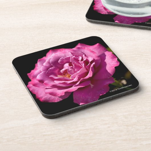 Engels-Gesichts-Rose Oben-Nah Getränkeuntersetzer (Linke Seite)