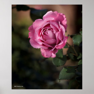 Engels-Gesichts-Rose Poster
