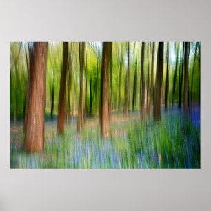 England Bluebell Oak Woodland im Springtime Poster