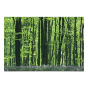 England, Buchenwald & Blaue Glockenblumen Fotodruck