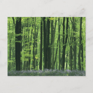 England, Buchenwald & Blaue Glockenblumen Postkarte