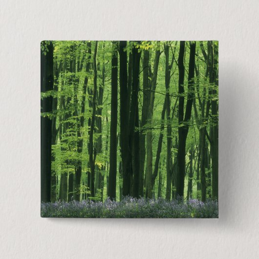 England, Buchenwald und Bluebells Button (Vorderseite)