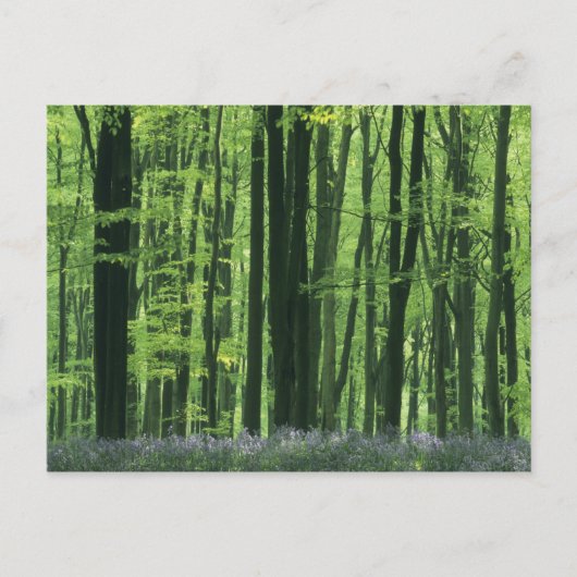 England, Buchenwald und Bluebells Postkarte (Vorderseite)