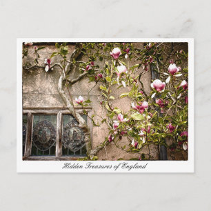 England, Magnolien-Blume, Großbritannien Postkarte