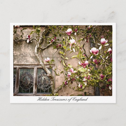 England, Magnolien-Blume, Großbritannien Postkarte (Vorderseite)