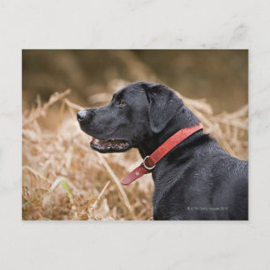 England, Suffolk, Thetford Forest, Black 3 Postkarte