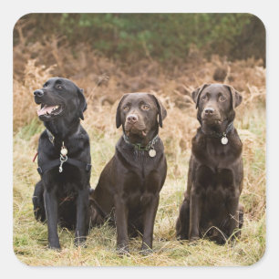 England, Suffolk, Thetford Forest, Portrait Quadratischer Aufkleber