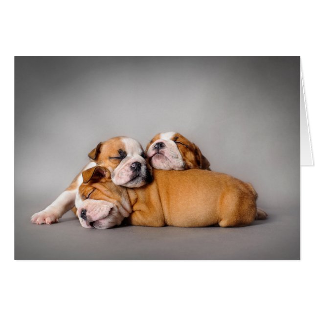 Englisch-Bulldog schlafen (Vorderseite (Horizontal))
