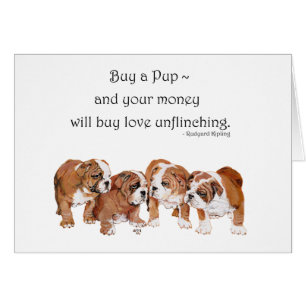 Englisch Bulldog Welpe